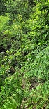 Plants: image 27 Of 208 Thumb